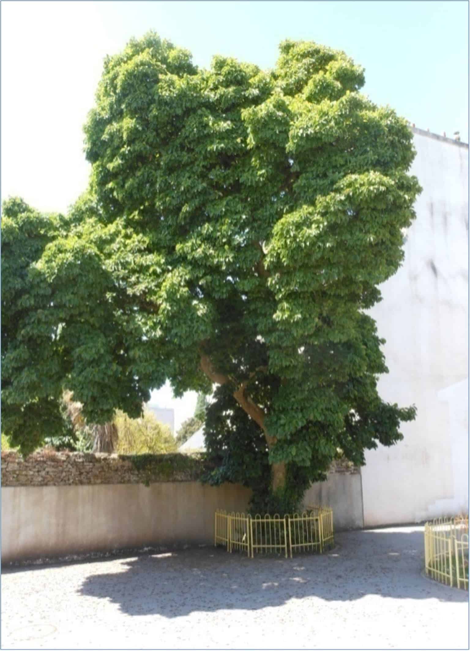 Ecole Ange Gardien2